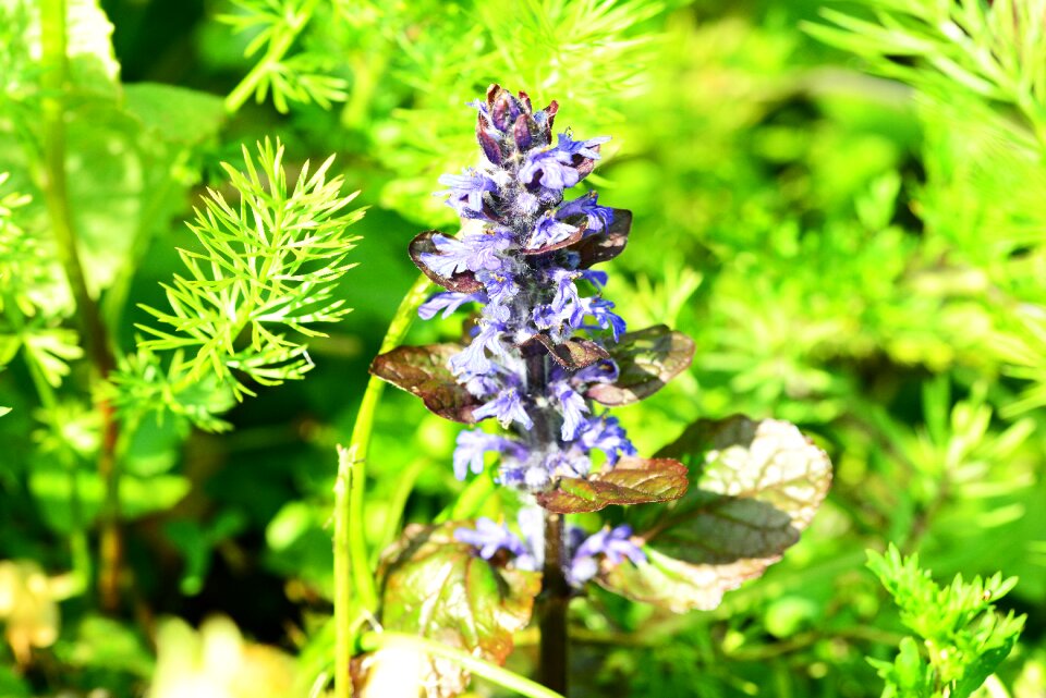 Flower wild perennial