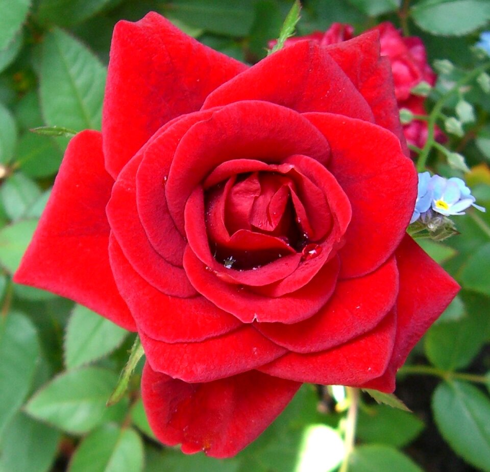 Plant rosaceae inflorescence