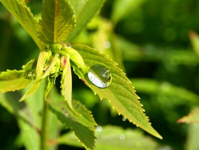 Drip rain leaf photo
