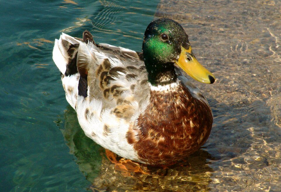 Water wild bird waters