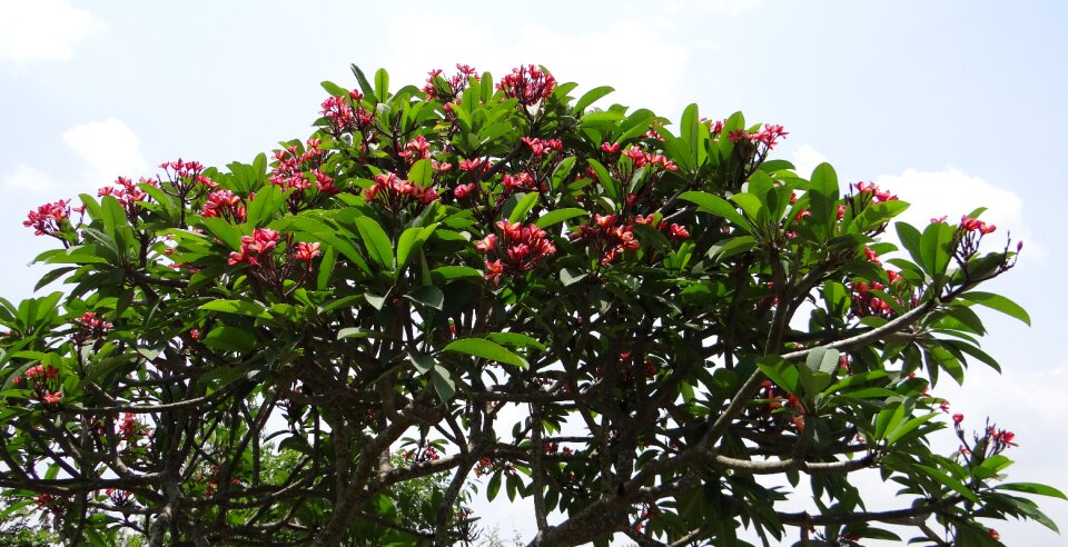 Temple tree plumeria flower photo