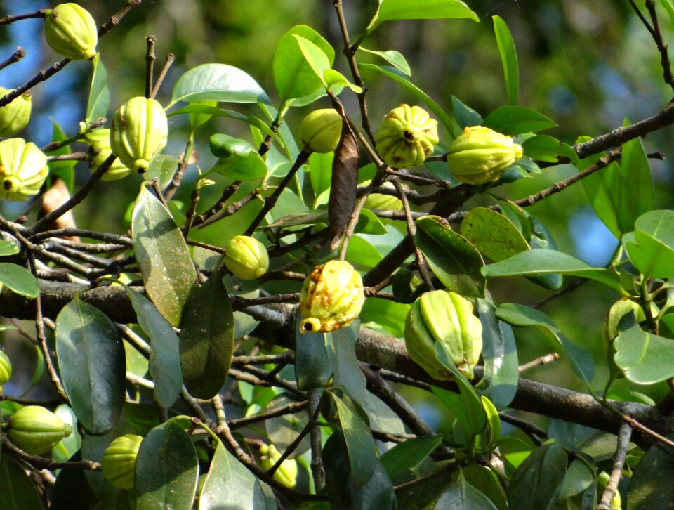 Northern tamarind garcinia gummi-gutta gambooge