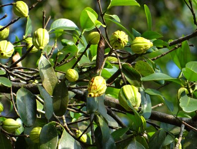 Northern tamarind garcinia gummi-gutta gambooge