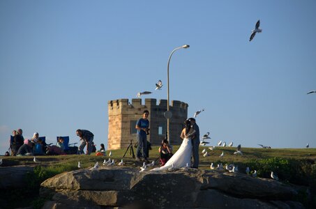 Taking photo bird seagull
