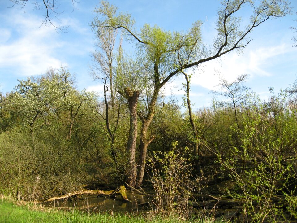 Tree nature spring