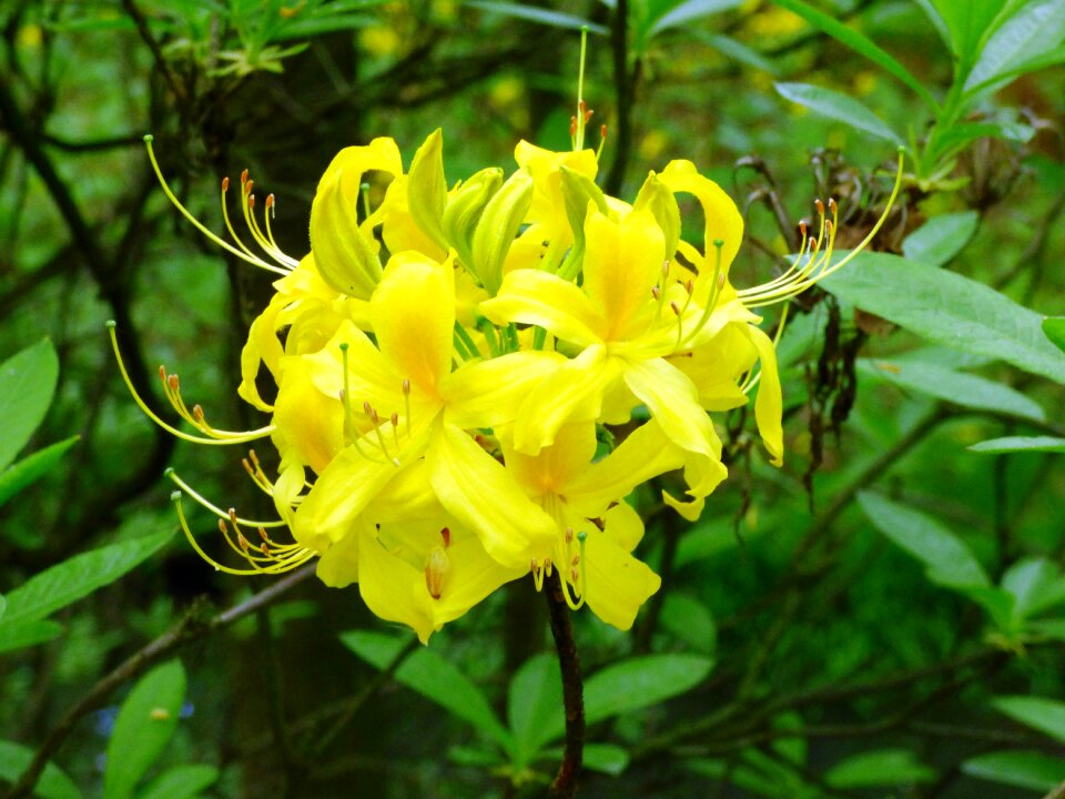 Azaleas yellow flowers
