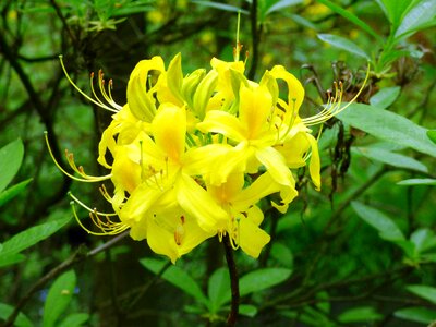 Azaleas yellow flowers photo