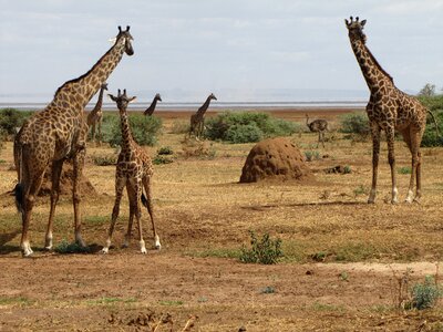 Giraffes baby tanzania