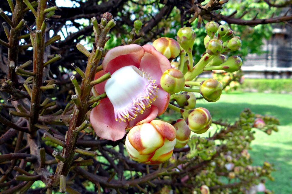 Cannonball tree nagkeshar halebidu