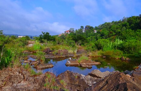 River bed water vegetation