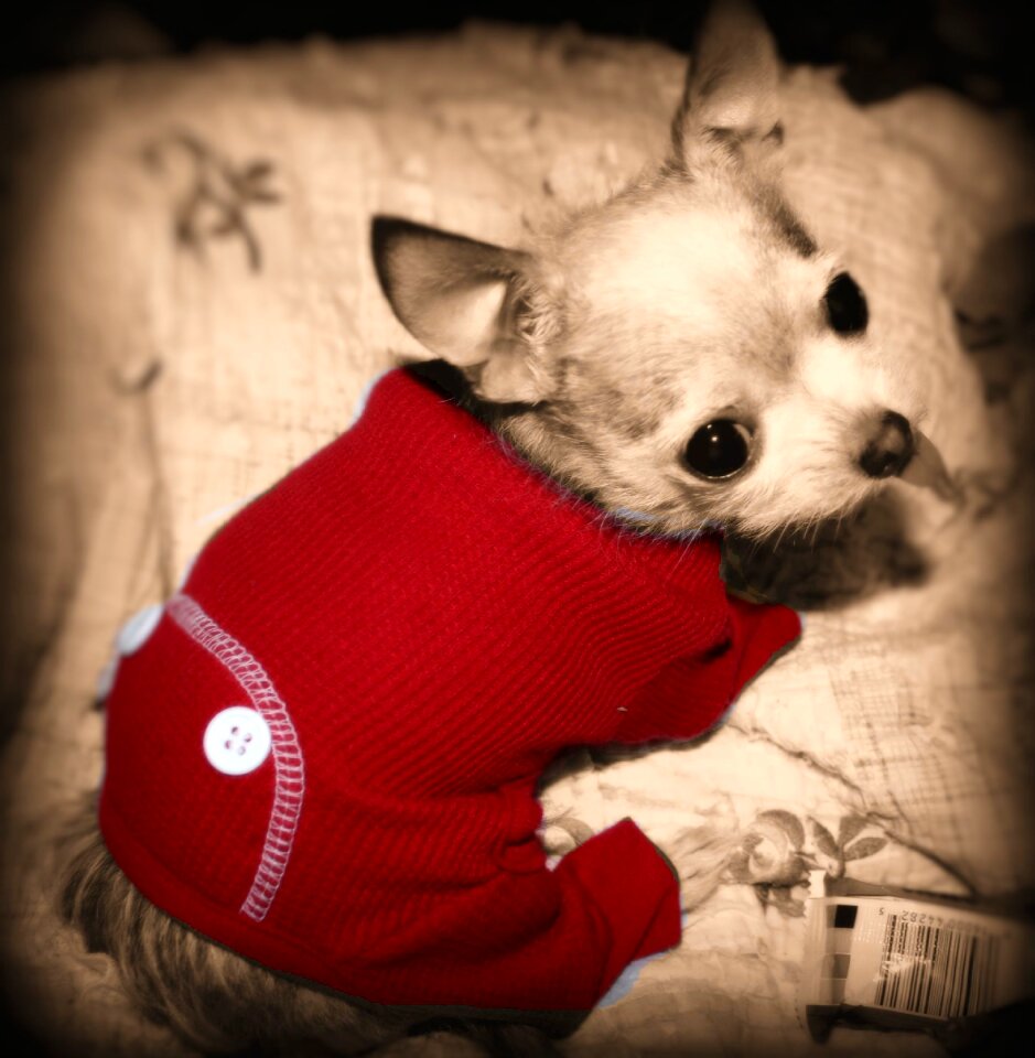 Animal doggy chihuahua