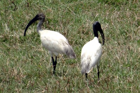 Wader bird ibis