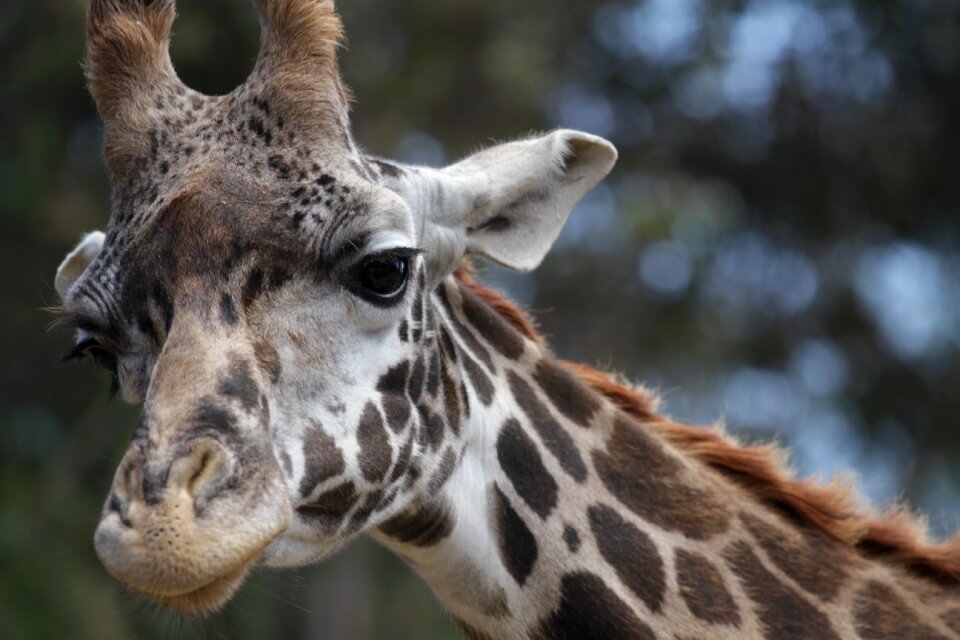 Big wildlife zoo