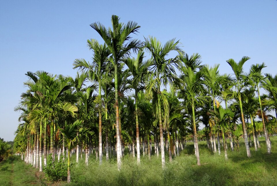 Areca catechu betelnut chikmagalur