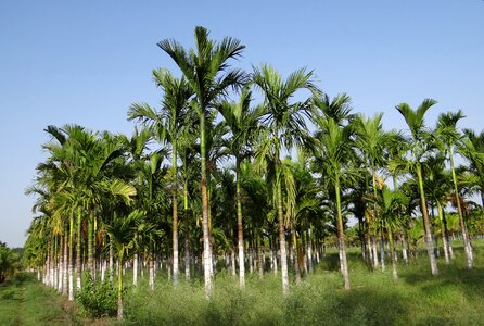 Areca catechu betelnut chikmagalur