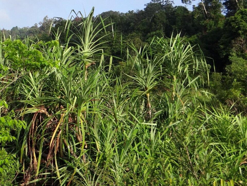 Ketaki kia pandanus odorifer
