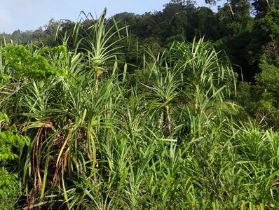 Ketaki kia pandanus odorifer