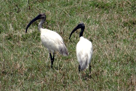 Wader bird ibis