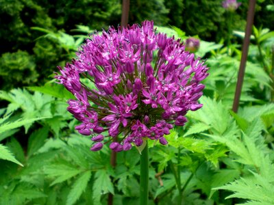 Ball leek ornamental plant flower ball
