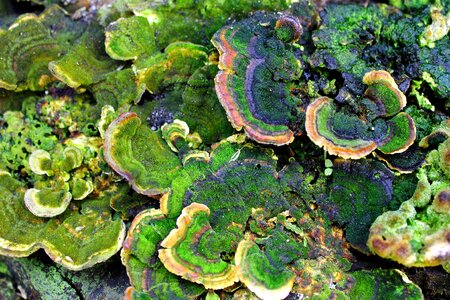 Nature tree mushrooms