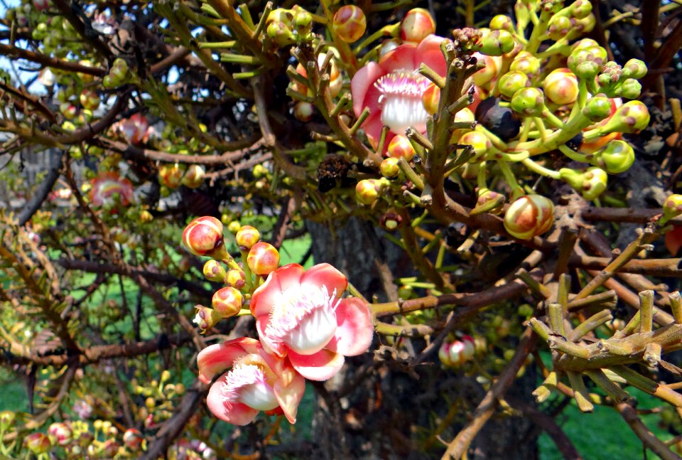 Cannonball tree nagkeshar halebidu