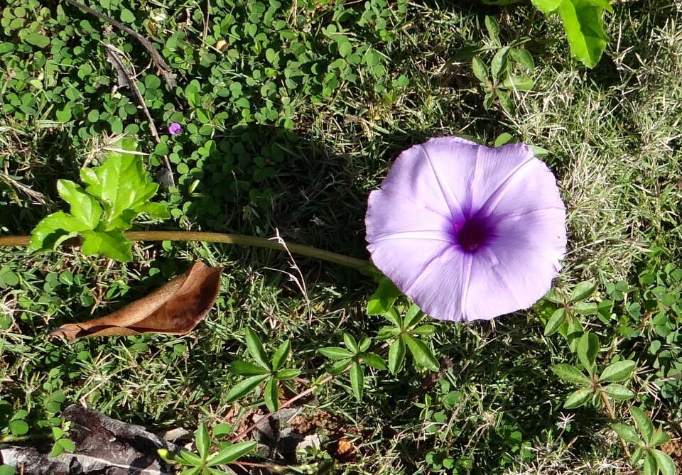 Railway creeper flower blue