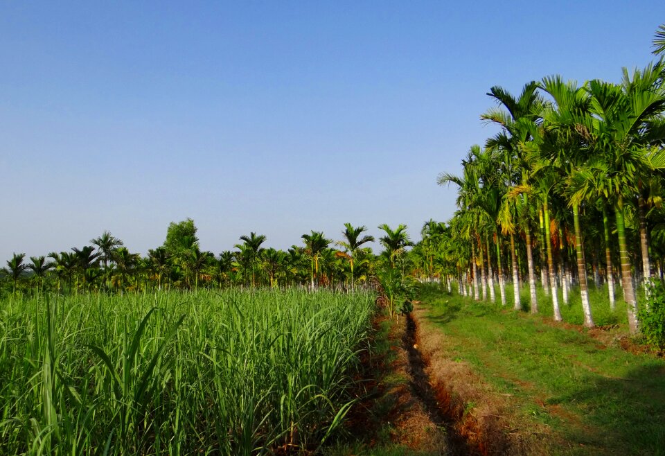 Areca catechu betelnut sugarcane crop
