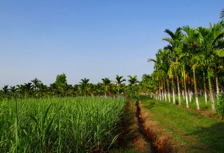 Areca catechu betelnut sugarcane crop