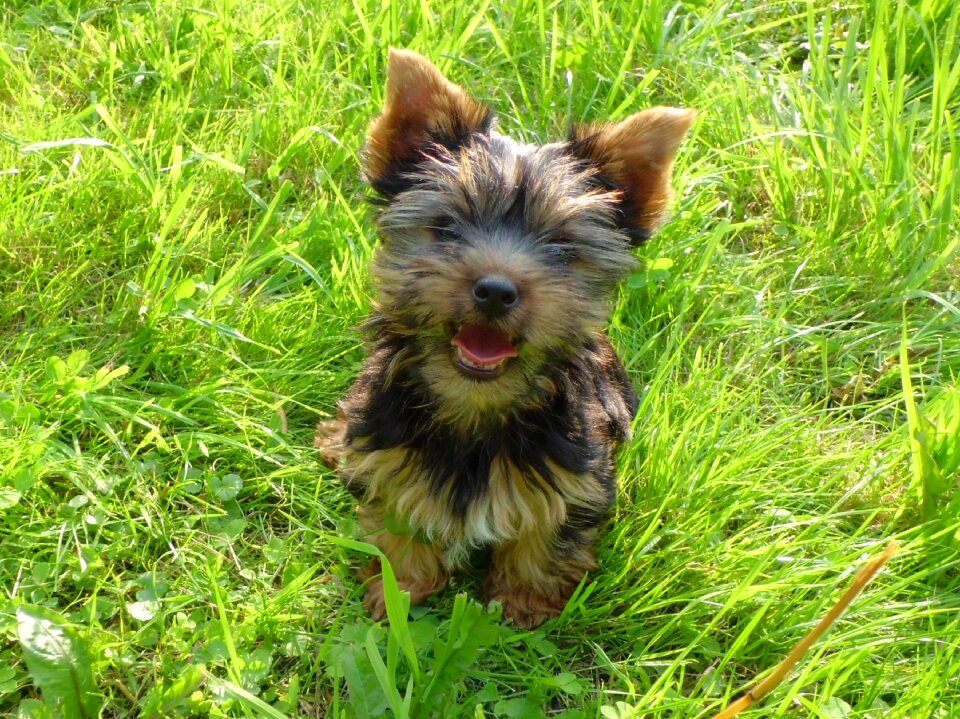 Young trusting yorkshire terrier