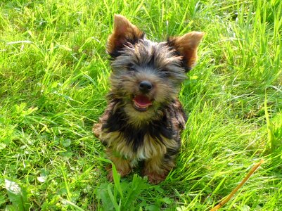 Young trusting yorkshire terrier