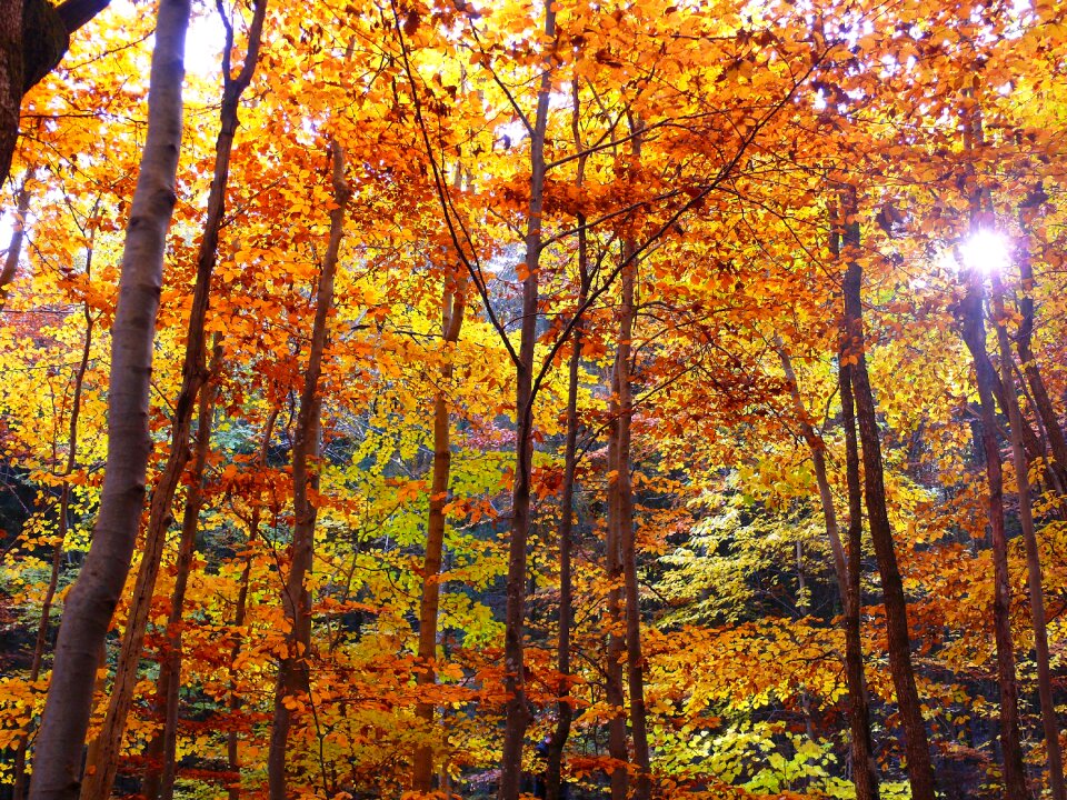 Trees leaves sunbeam
