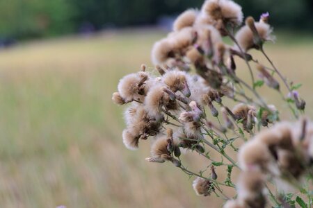 Herbst nature withered