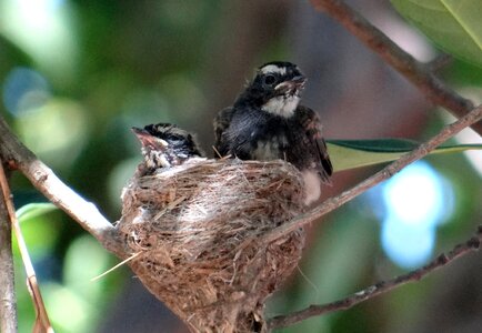 Flycatcher rhipidura albicollis passerine
