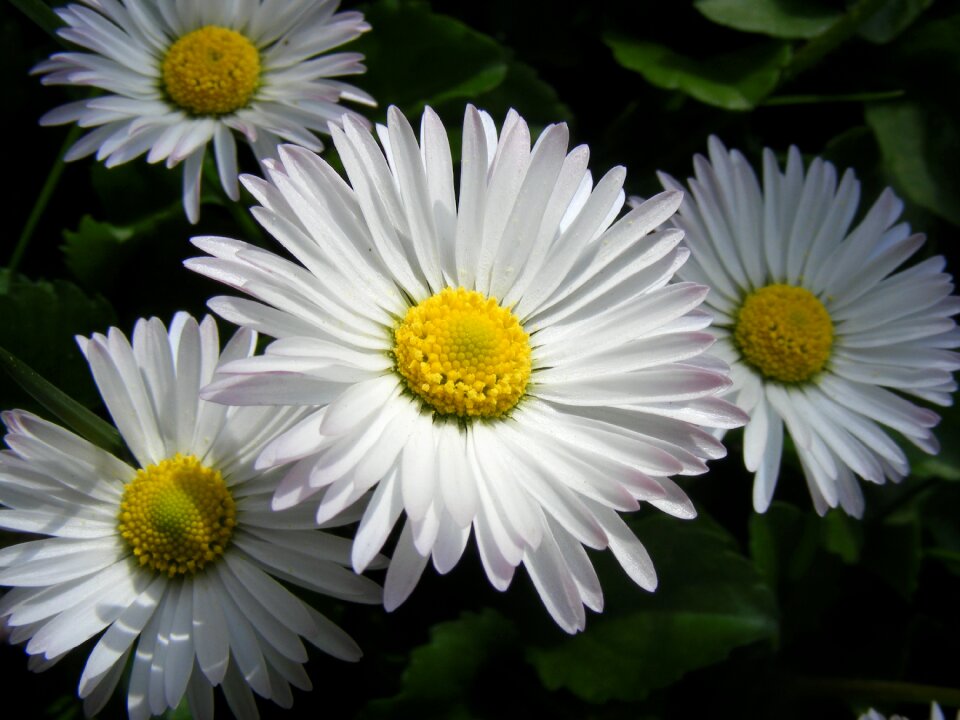 Flower white nature