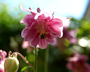 Pink wild flower close up