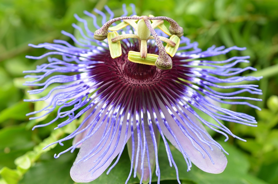 Bloom flower plant