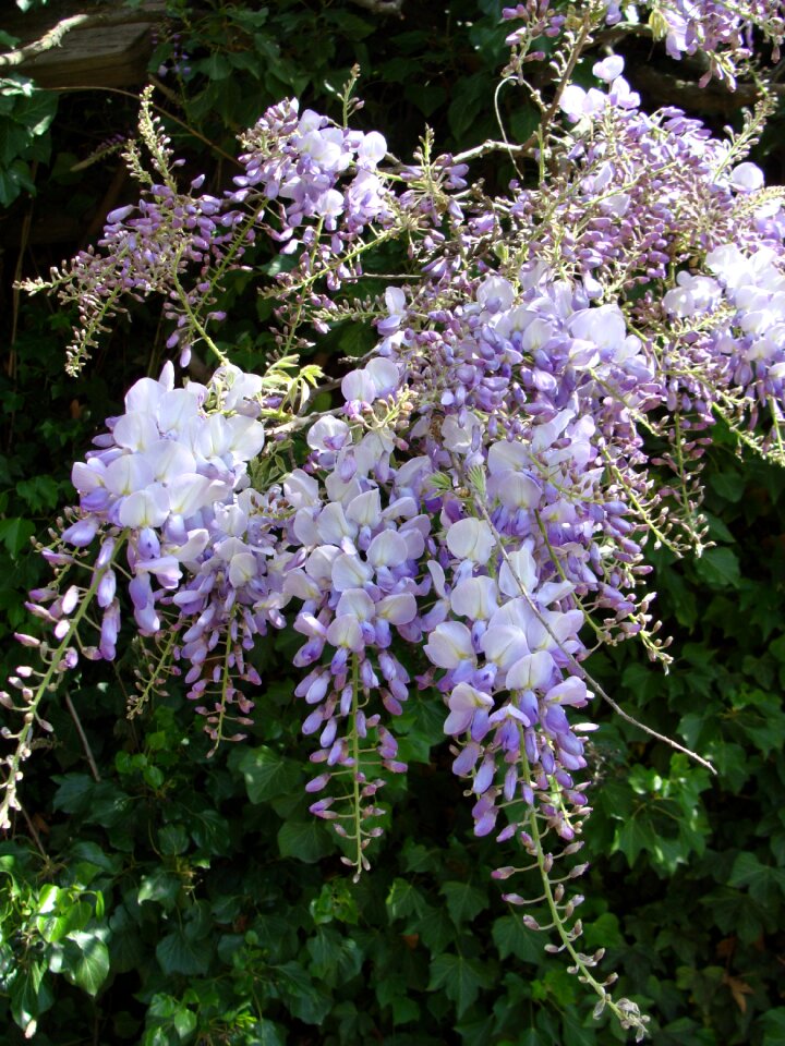 Summer bloow strong sunlight nature