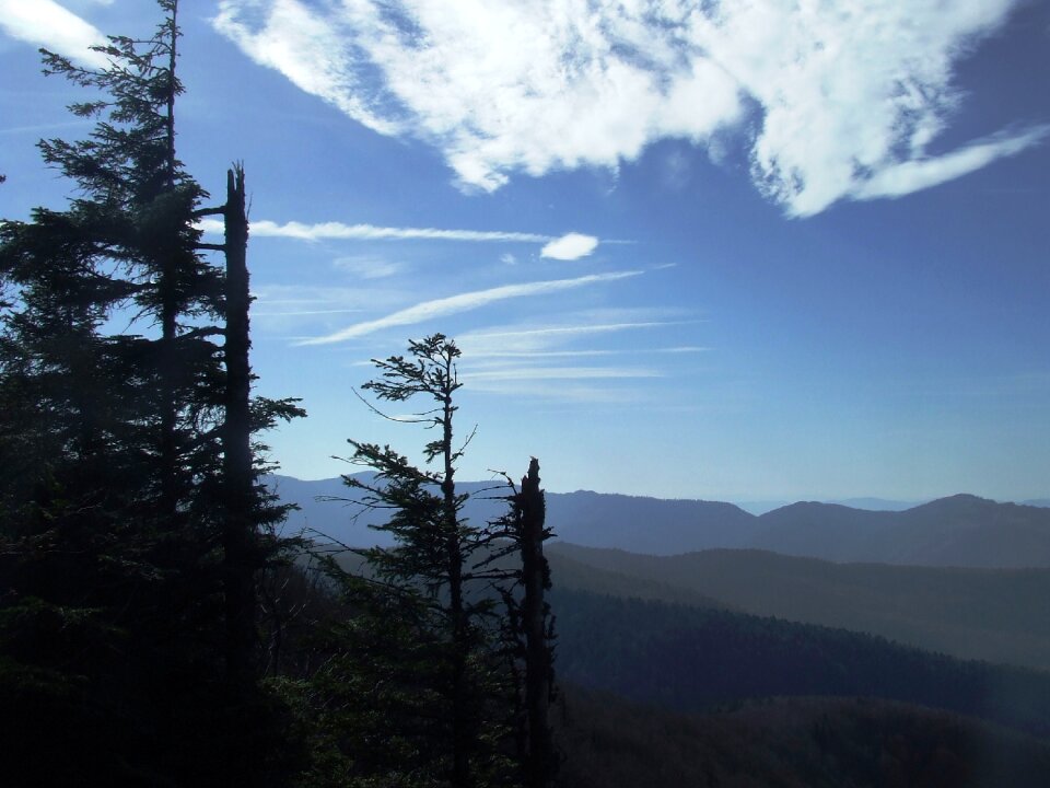 Nightfall pine padis-hg