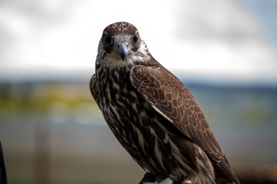 Wanderflake raptor falkner