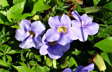Blue sky flower blue sky vine blue trumpet vine