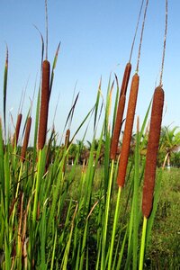 Jambu aquatic weed female inflorescence