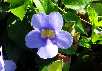 Blue sky flower blue sky vine blue trumpet vine