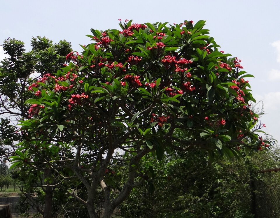 Temple tree plumeria flower