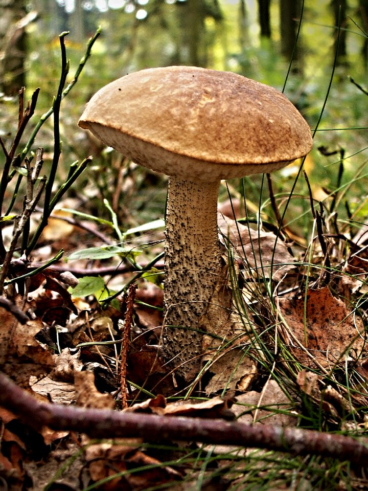 Macro foliage autumn