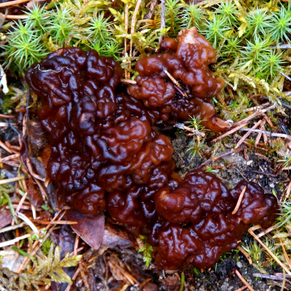 Mushroom toadstool gyromitra esculenta