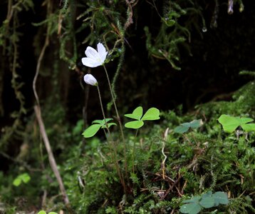 Bloom flower nature photo