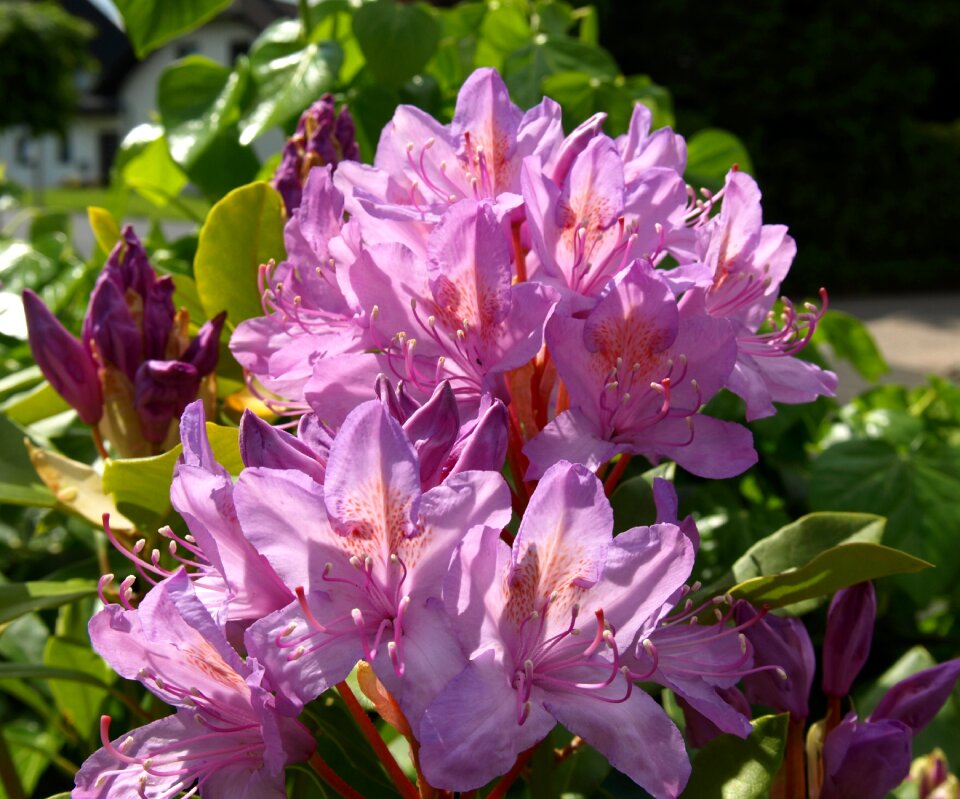 Tender violet bloom