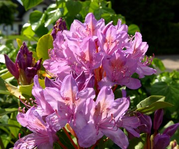 Tender violet bloom