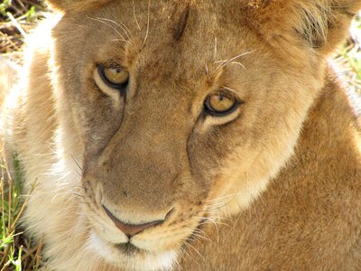 Lion close up tanzania photo