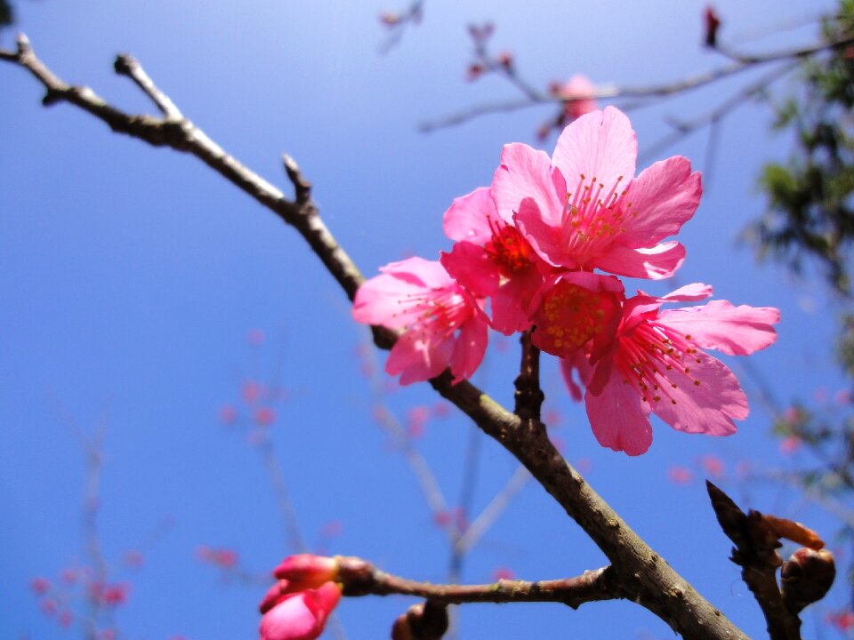 Cerasus campanulata blue sky red flowers